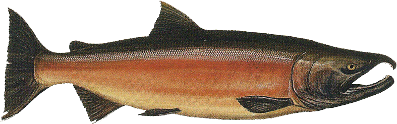 salmon facing right