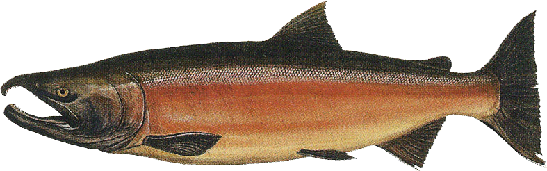 salmon facing left